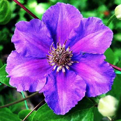 Клематис Ашва: фото и описание, отзывы, характеристика сорта, достоинства и недостатки, особенности выращивания | Информация о Клематисе Ашва